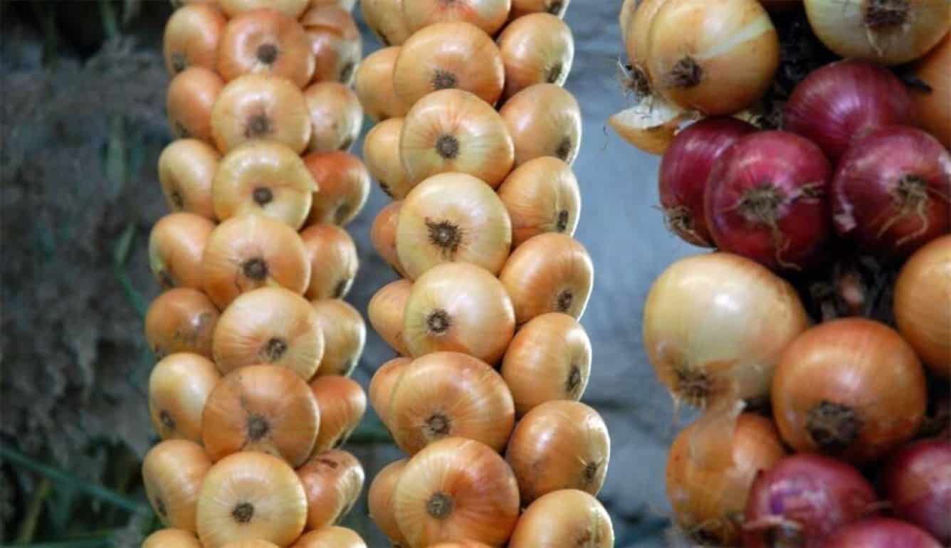 Как хранить лук в квартире – советы эксперта