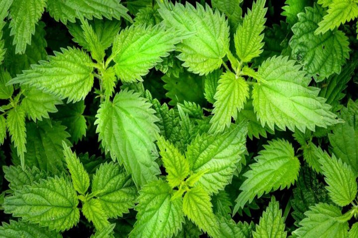 Fertilizantul natural din urzică: Cum se prepară