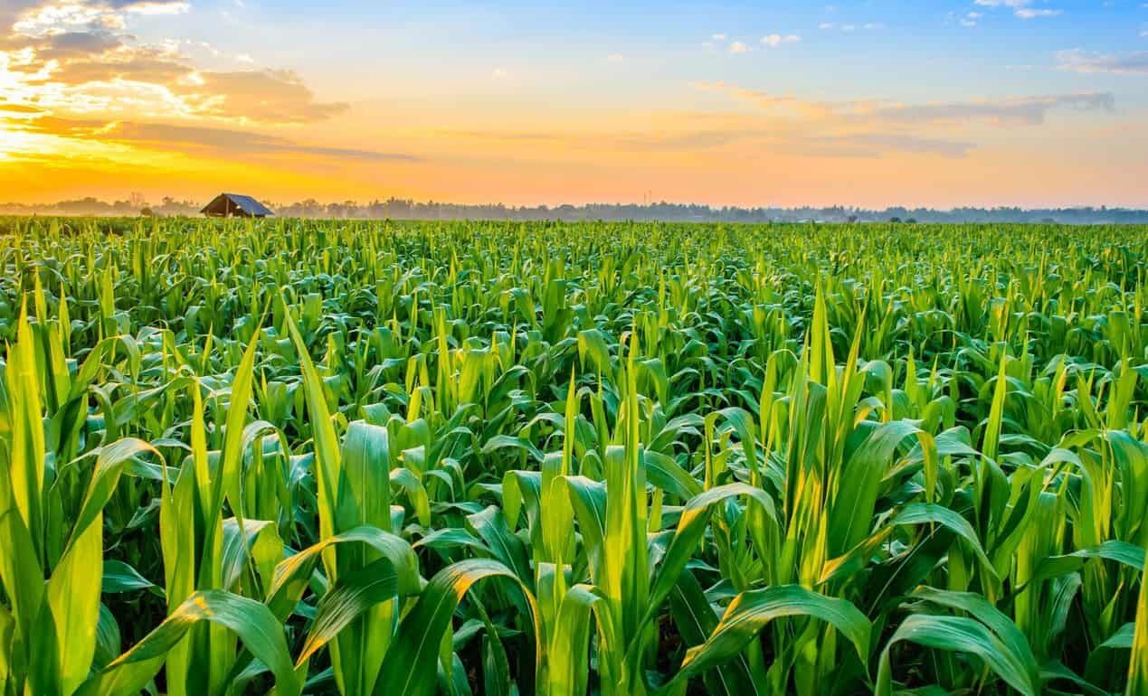 Крупный семенной скандал: Corteva подала иск против Inari Agriculture Inc
