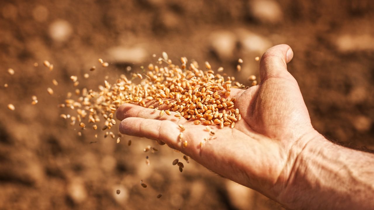 Fermierii cer revizuirea Regulamentului privind licențierea importului de cereale