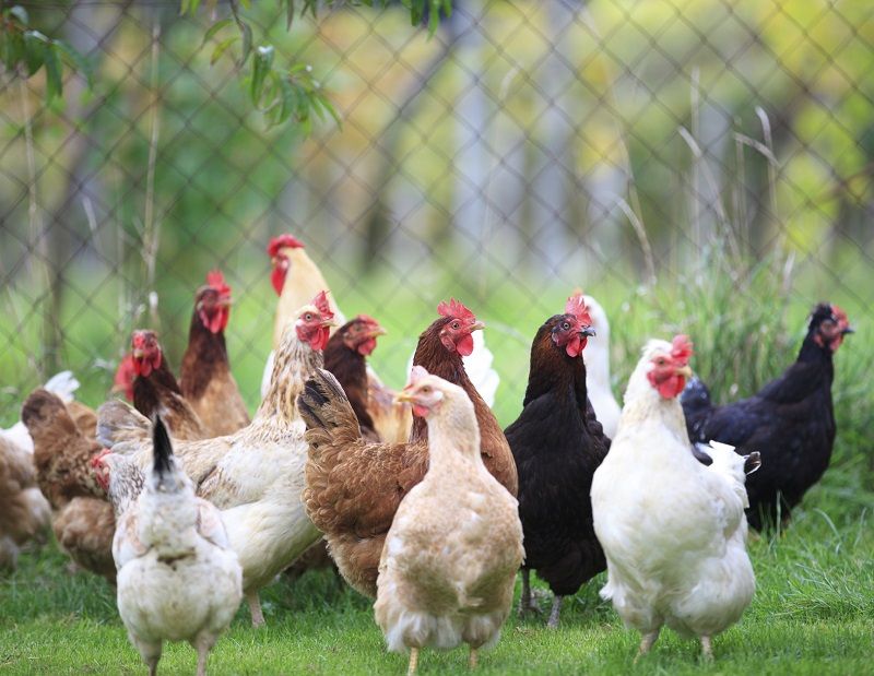 Nutriția păsărilor de curte: ce furaje trebuie incluse
