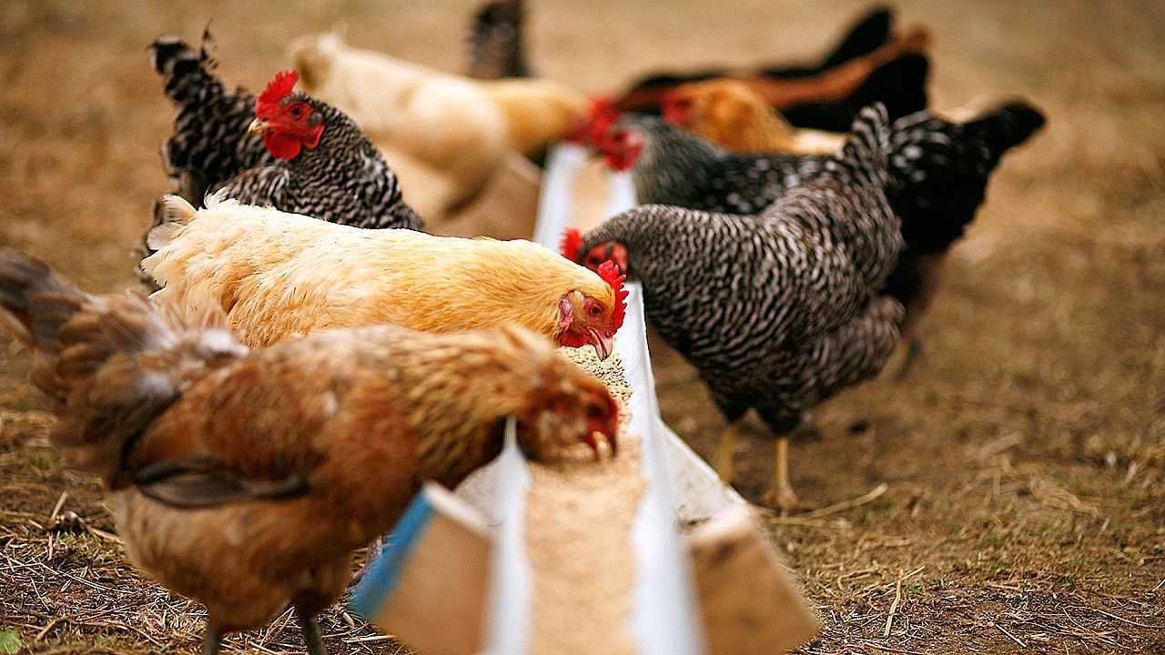 Белый люпин и черная львинка как альтернатива сое в куриных кормах