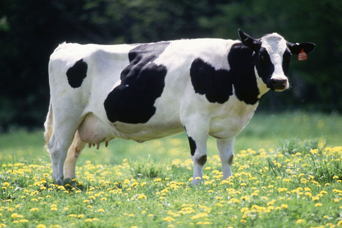 Un nou caz de rabie la o bovină. Unde a fost înregistrat