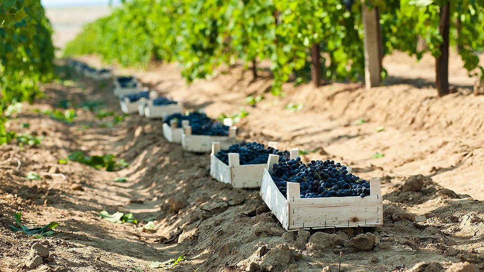 Exportul de struguri din R. Moldova în 2023: Unde mai avem de muncit