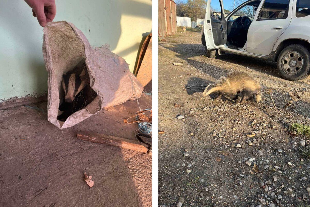 Un bursuc capturat ilegal a fost eliberat în habitatul său natural