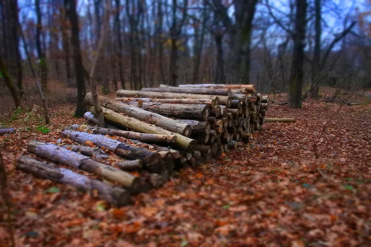 Борьба с незаконной вырубкой: в Ниспоренах, выявлены нарушения и наложены штрафы