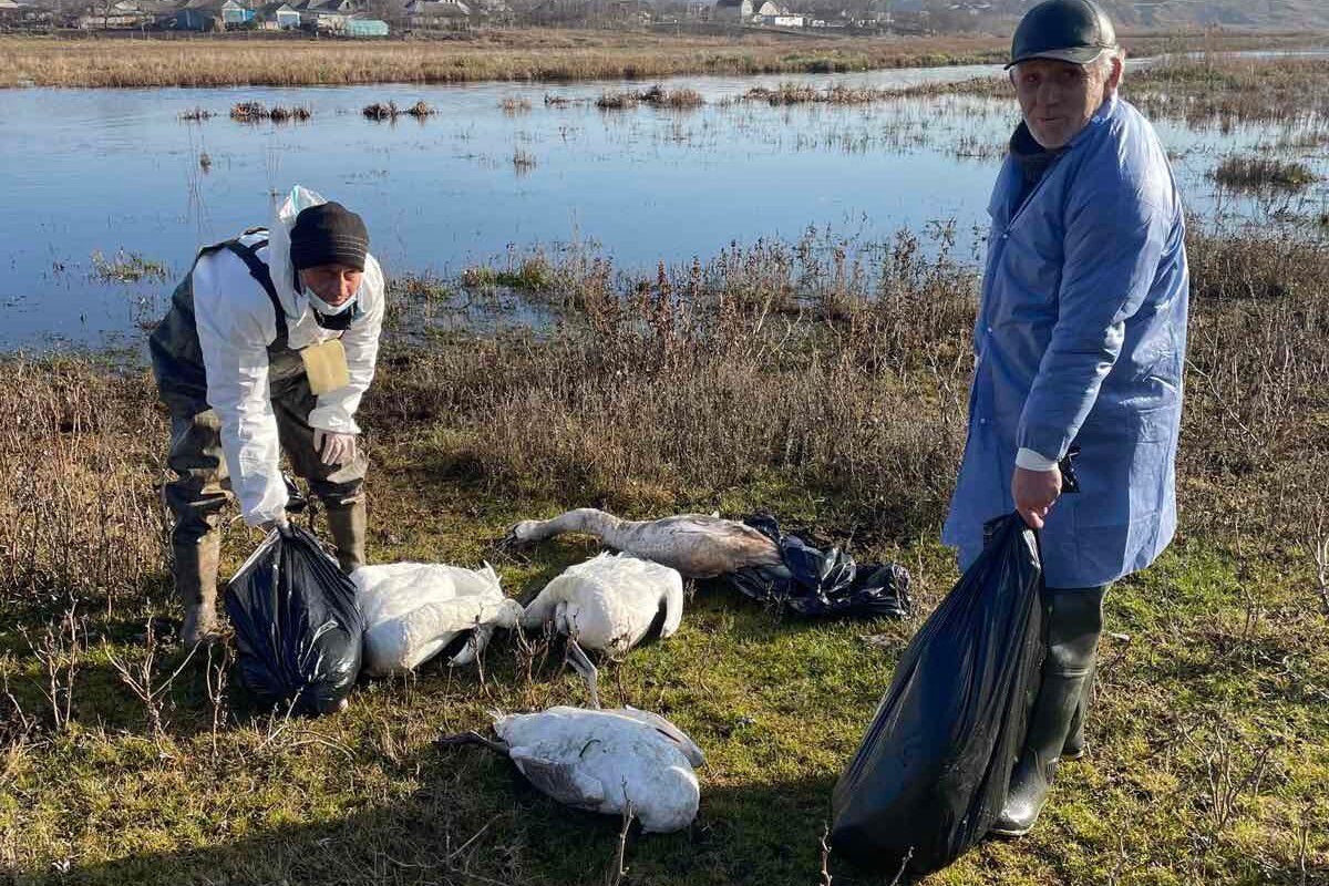 65 de lebede au fost găsite moarte pe râul Răut. Ce spun specialiștii