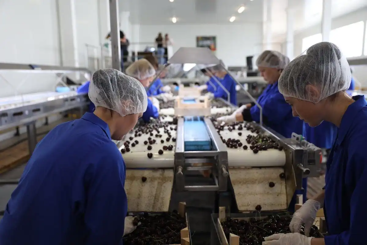 Farm-Prod SRL запустил калибровочную линию для черешни