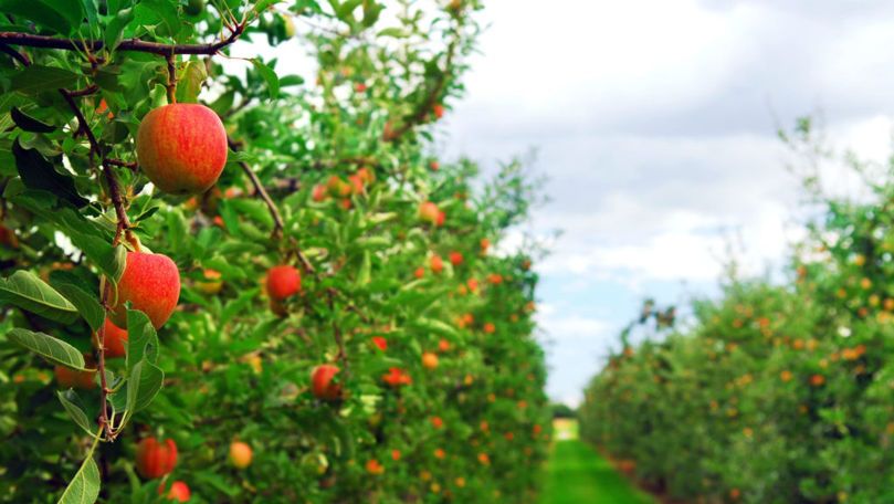 Livada Moldovei: 109 agricultori au primit finanțare în 2023