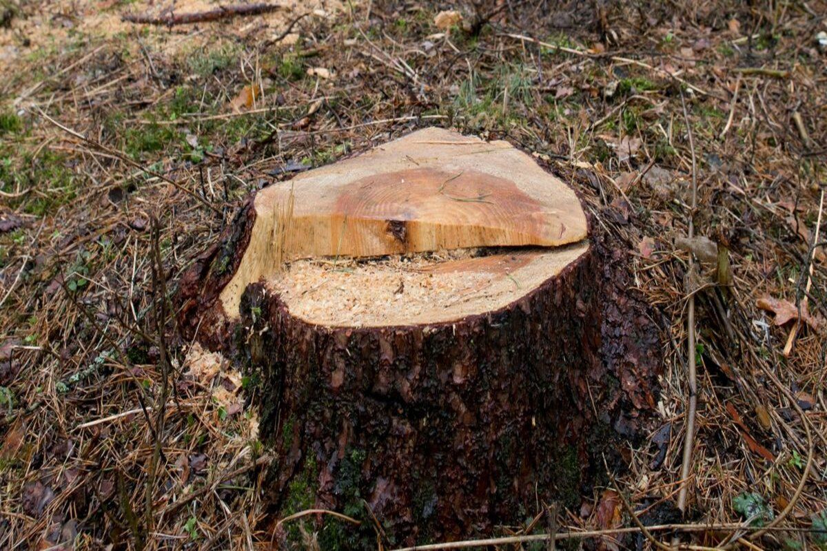 Tăieri ilegale de arbori într-o fâșie de protecție a câmpurilor