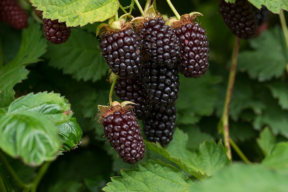 Hibridul de mur Boysenberry: Fructul cântărește în medie 8 g