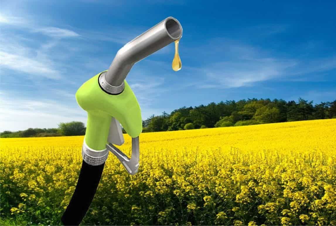 Под производство биотоплива в мире отдано около 6 % посевных площадей