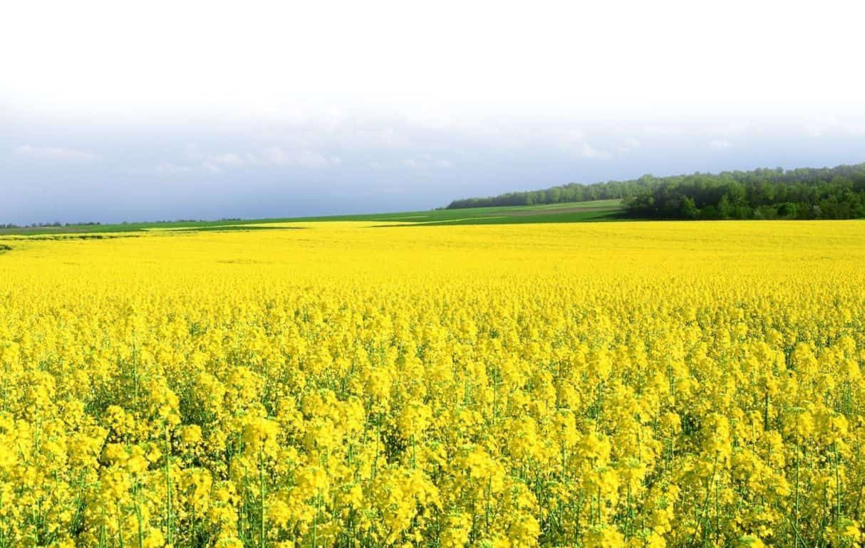 Можно ли на рапсе нормой высева компенсировать ущерб от блошек