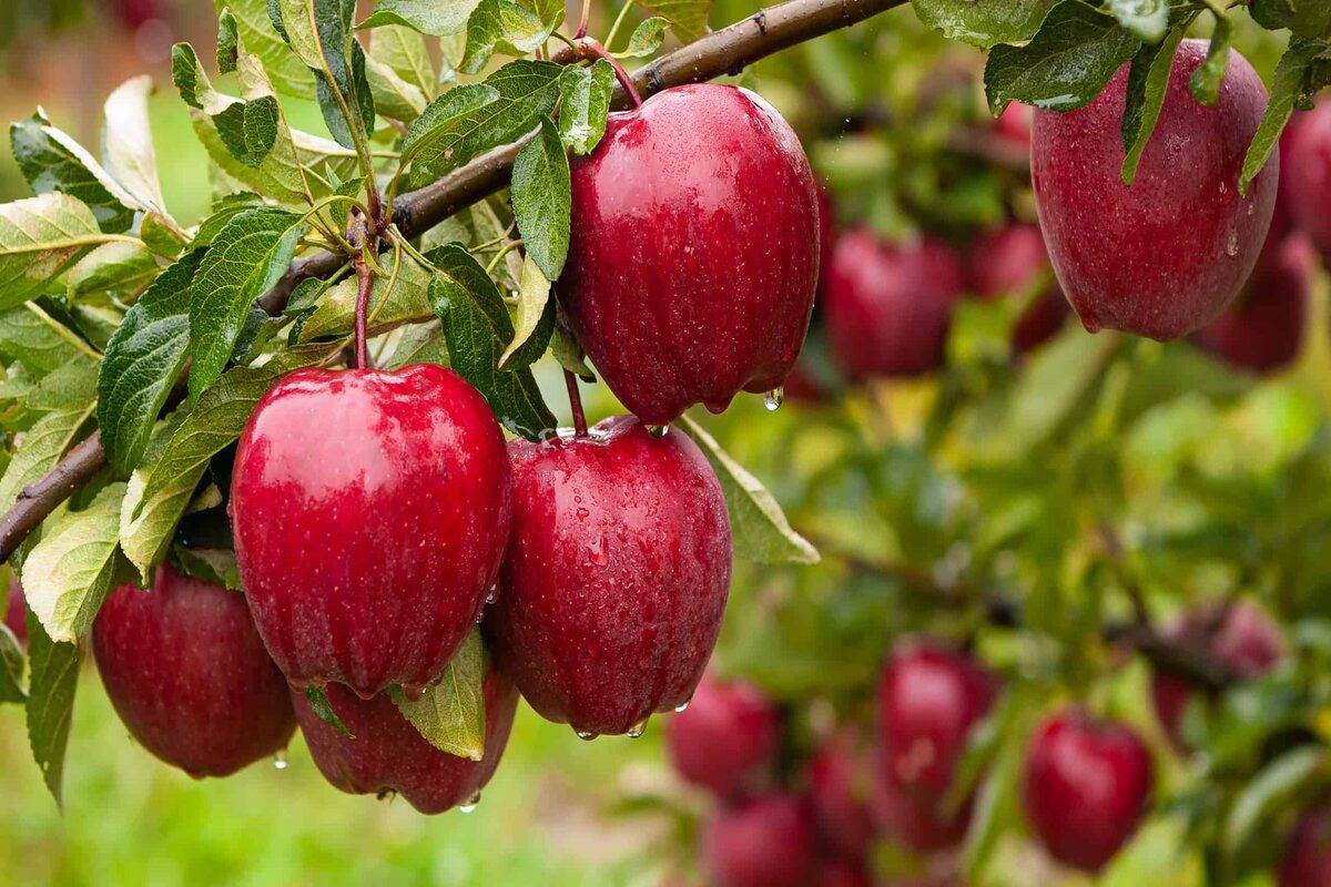 Mai mulți horticultori au învățat cum pot produce mere de calitate