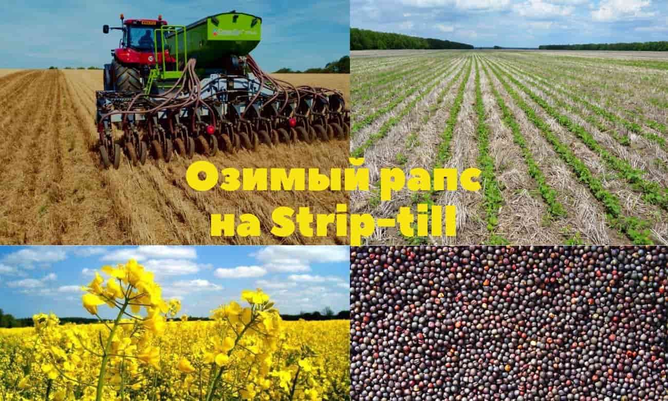Озимый рапс на Strip-till: Рекомендации по выращиванию