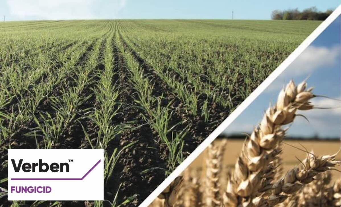 Verben™ — Un fungicid inovator pentru primul tratament la culturile de cereale păioase