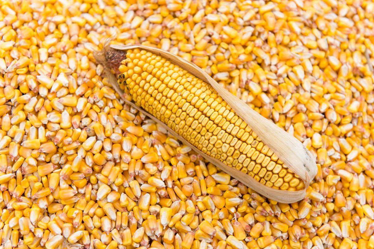 Comerțul internațional cu porumb: Analiza expertului Iurie Rija