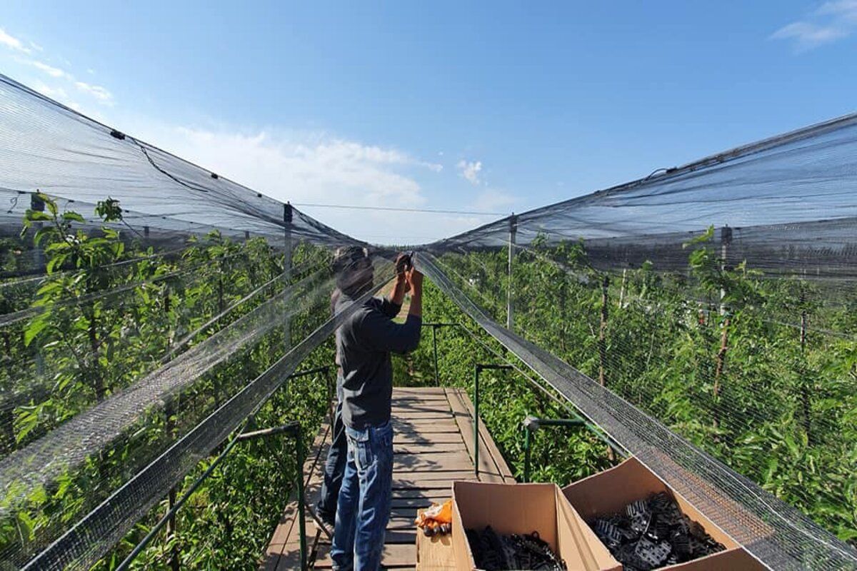 Horticultorii care investesc în sisteme antigrindină pot beneficia de suport