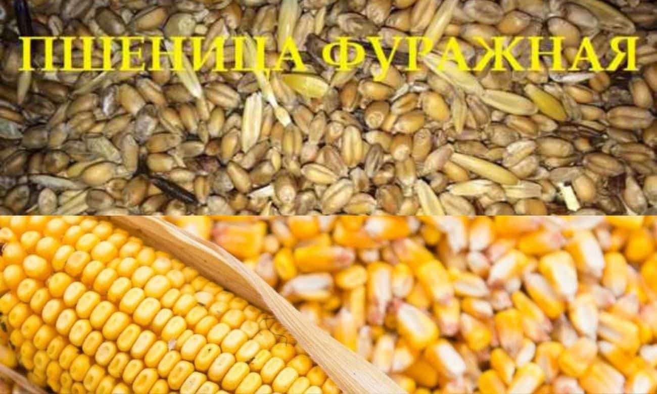 В Украине цены фуражной пшеницы и кукурузы почти сравнялась