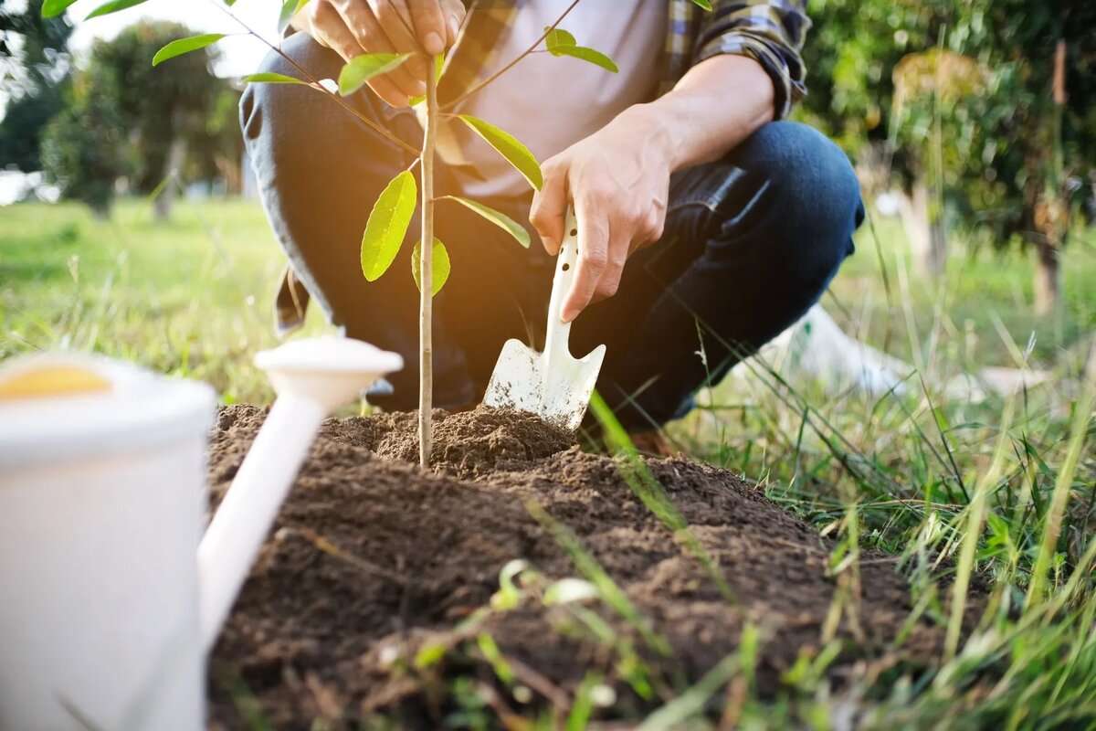 Campania de împădurire din 2024: Câți puieți vor fi plantați