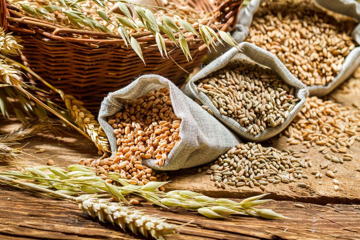 Prognozele pentru recoltele culturilor agricole sunt pozitive