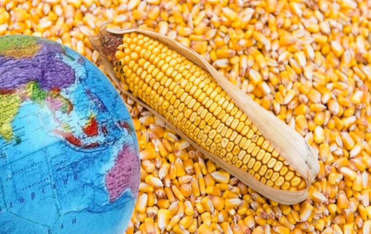 USDA снизило прогноз мирового урожая кукурузы