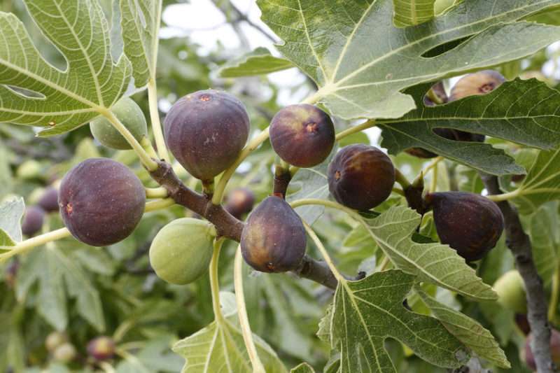 Smochine crescute în Moldova: Afacerea unui pensionar din satul Hagimus