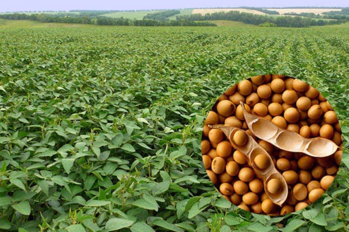 Подходы к гербицидной защите сои при использовании технологии no-till