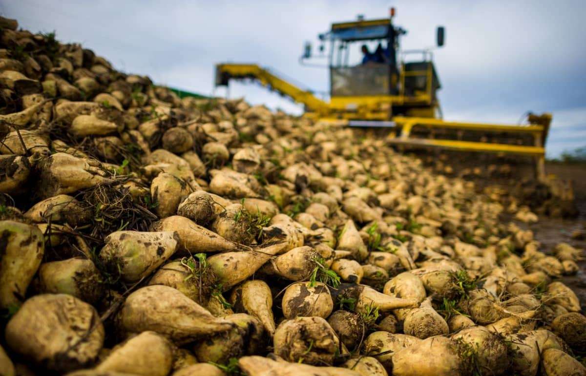 В Украине сезона высокой маржинальности сахарной свеклы может не быть