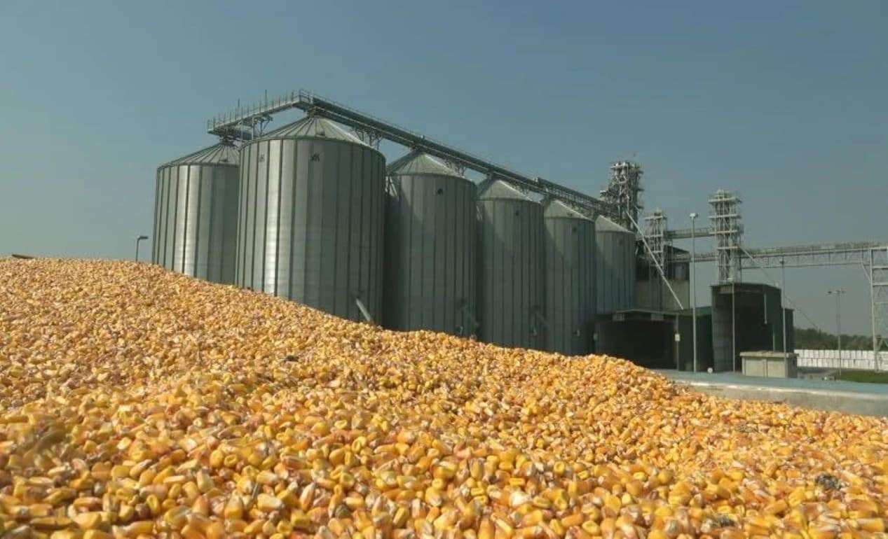 Возможно на украинском рынке кукурузы наступило время самых высоких цен