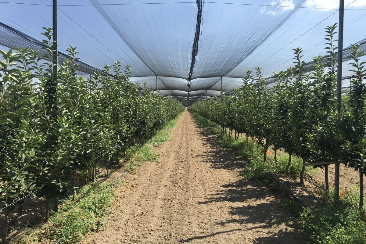 Protecția livezilor: Horticultorii pot investi în sisteme antigrindină