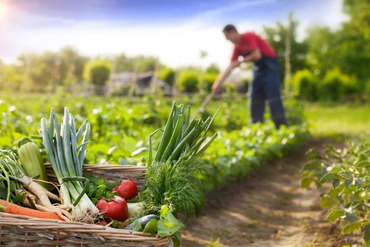 De la idee, la acțiune: Cum să inițiezi o afacere în domeniul agricol