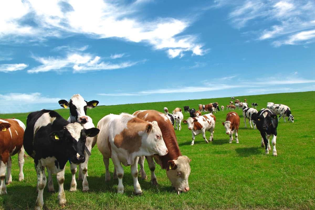 Activitatea agricolă, la începutul anului 2024: Ce arată datele BNS