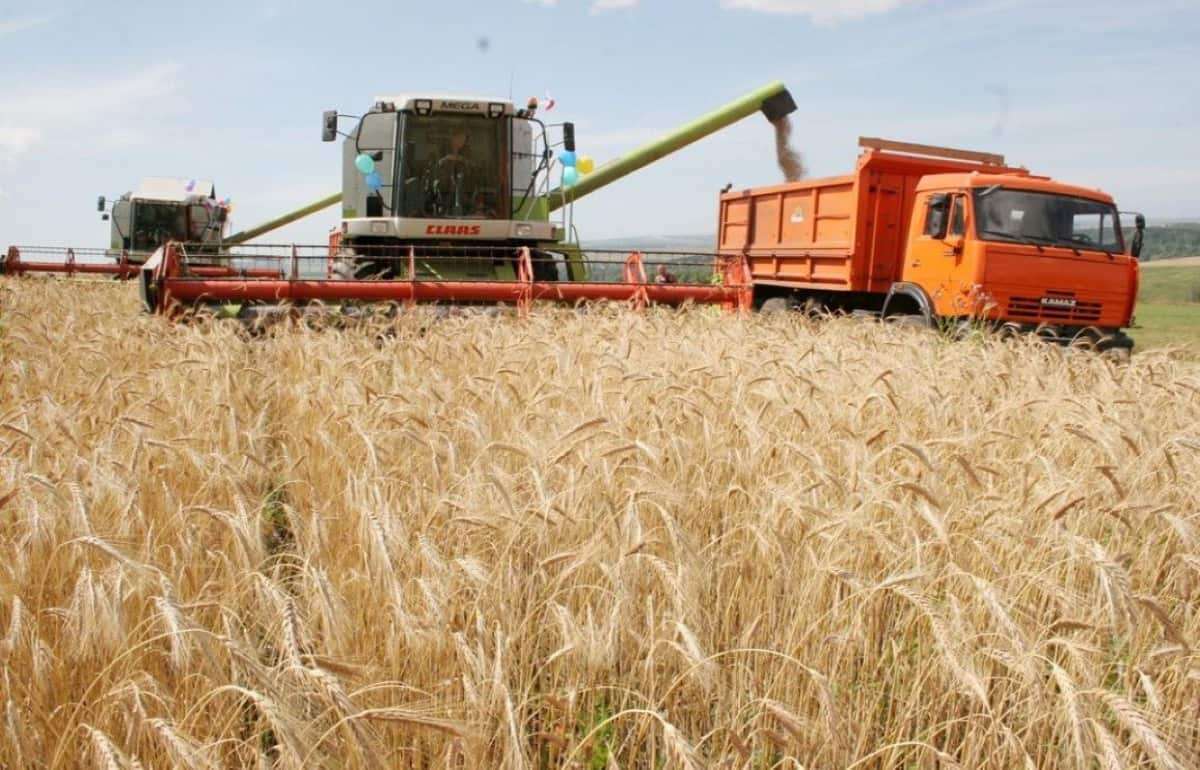 Аномально ранняя жатва может начаться на юге Украины уже в конце мая