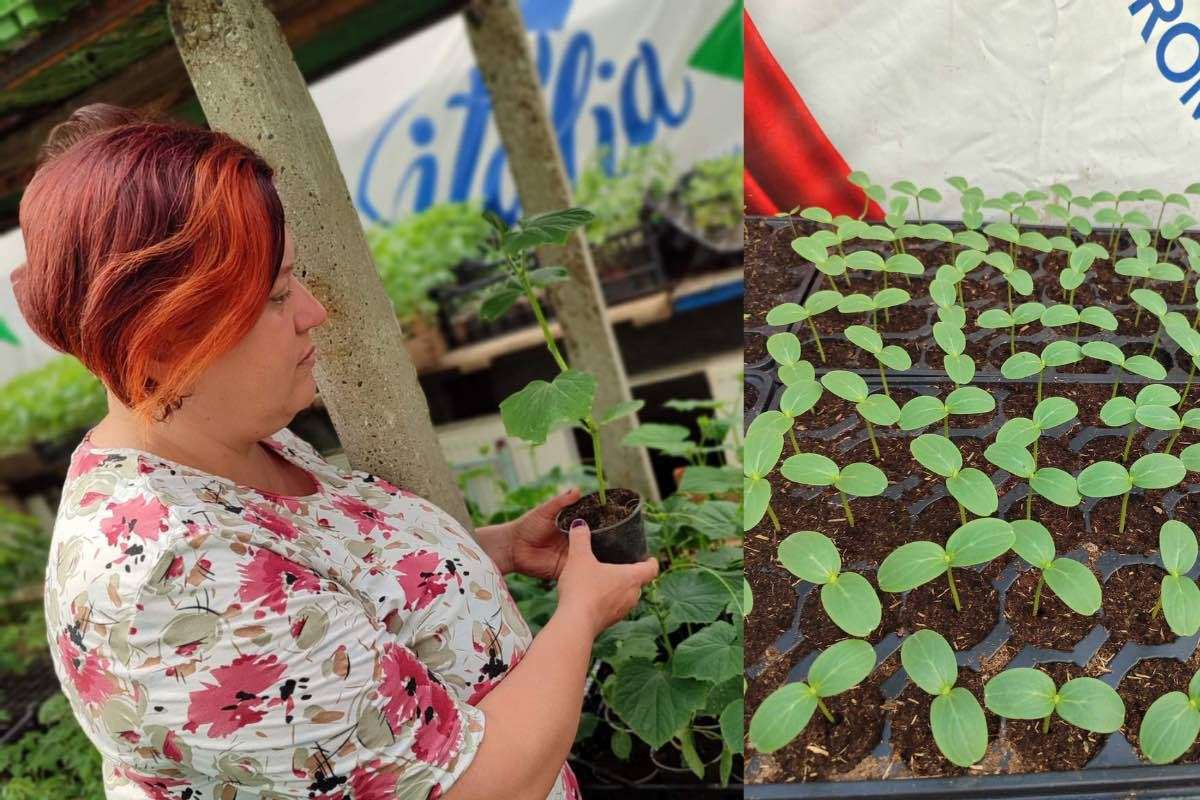 De la seră obișnuită, la solar îngropat: Povestea de succes a familiei Hariton