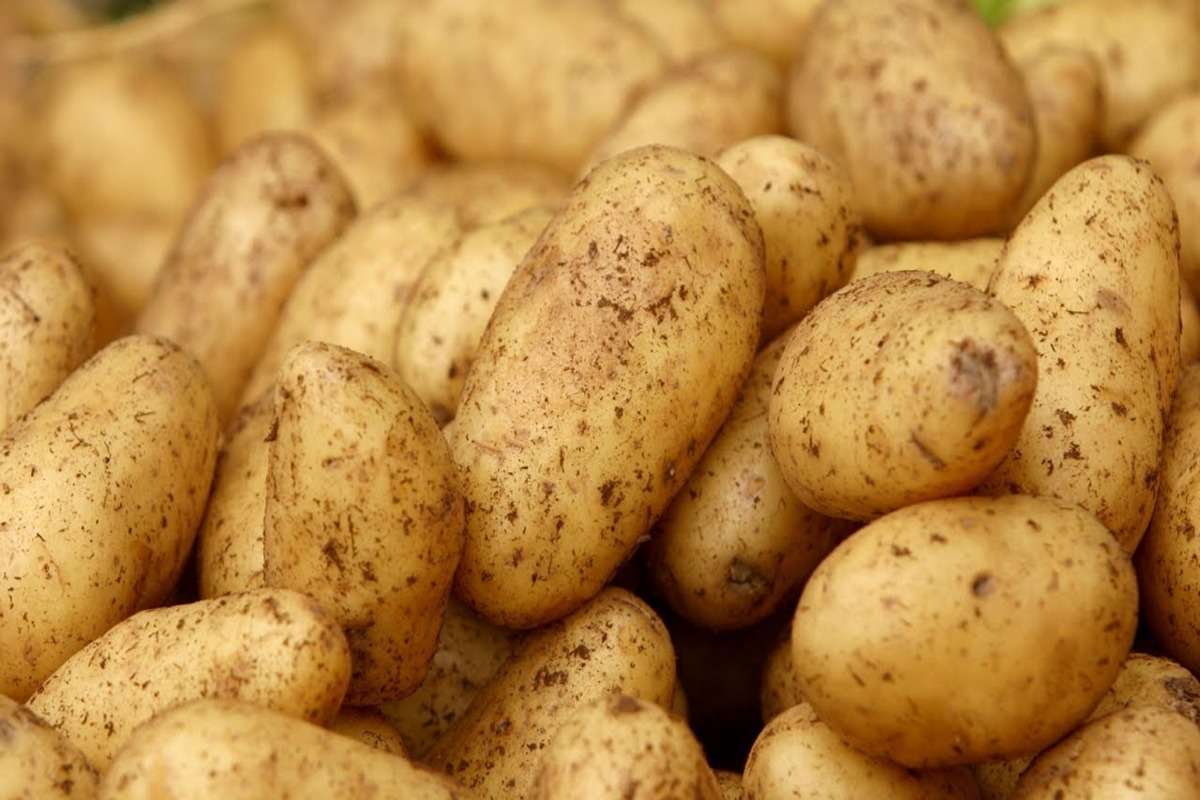 8 mii de gospodării au primit câte 50 kg de cartofi pentru semințe