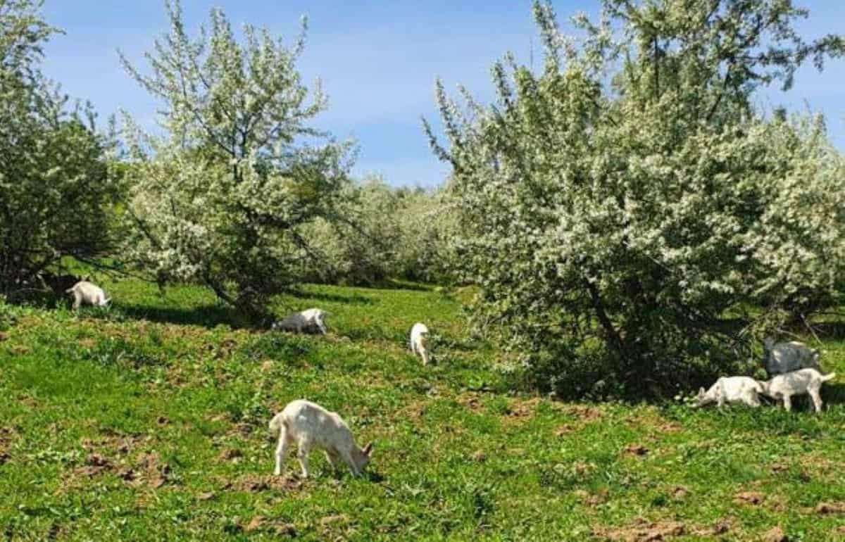 В Кэлэрашском районе козы стали причиной штрафа для их владельца