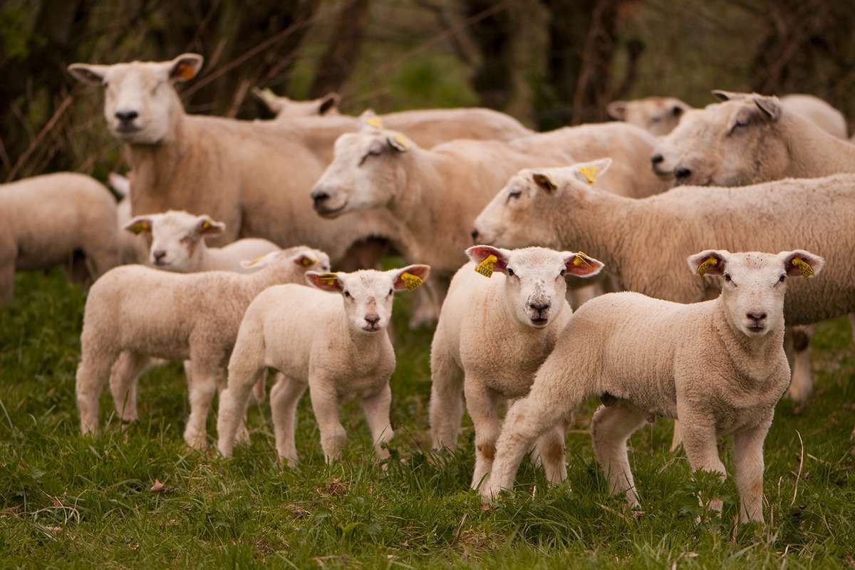 Granturi AGGRI: Crescătorii de ovine și caprine pot depune cereri