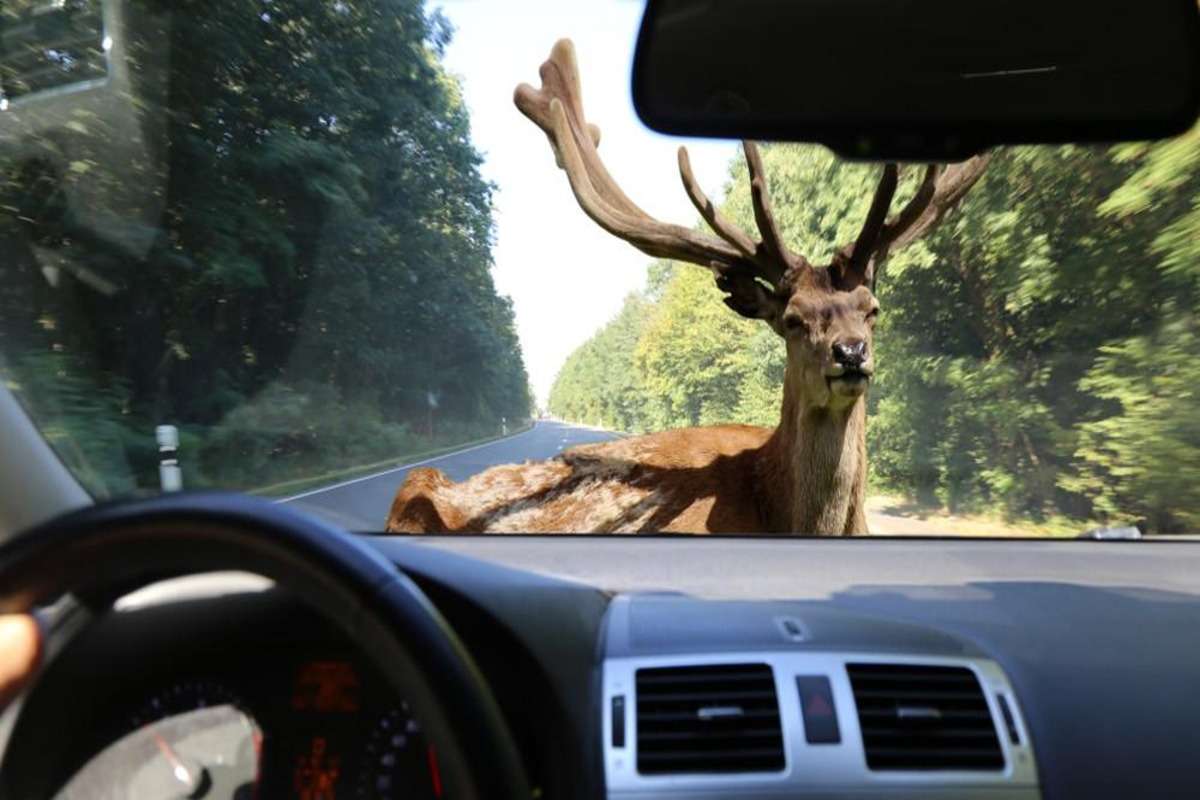 În RM crește numărul accidentelor rutiere cu implicarea animalelor