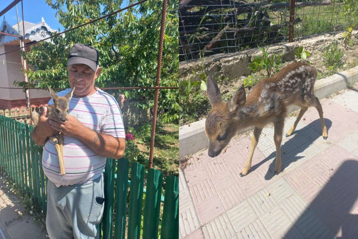 Un pui de căprior, salvat de inspectorii de mediu din Hîncești