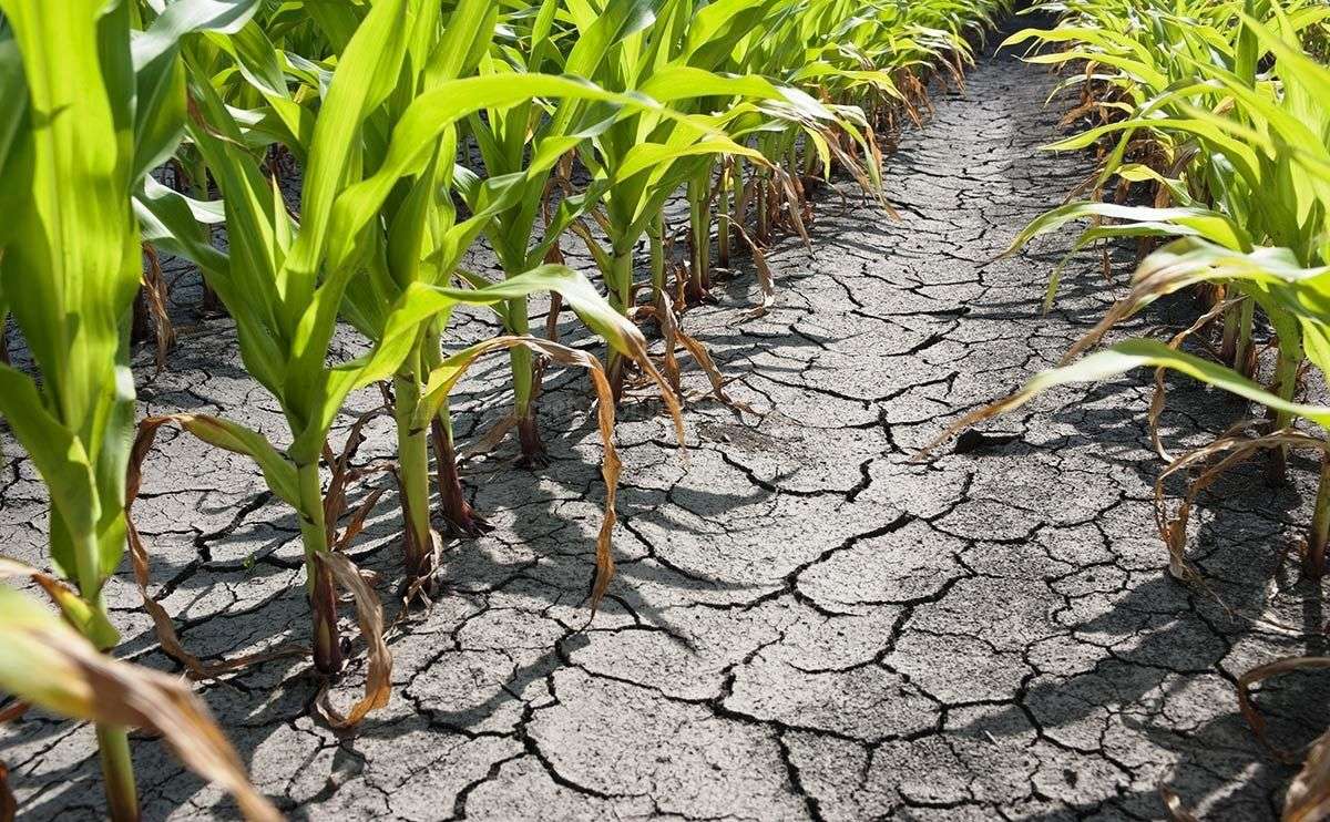 Seceta afectează agricultura: Fermierii cer intervenția autorităților