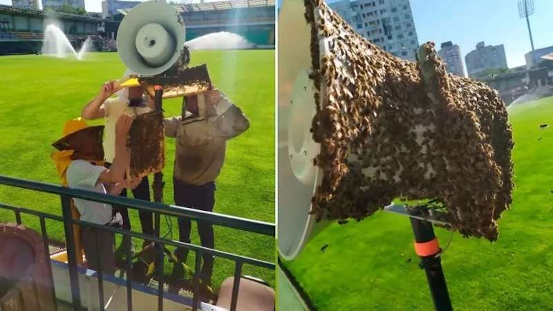 Mai multe roiuri de albine au fost observate prin capitală. Cum procedăm