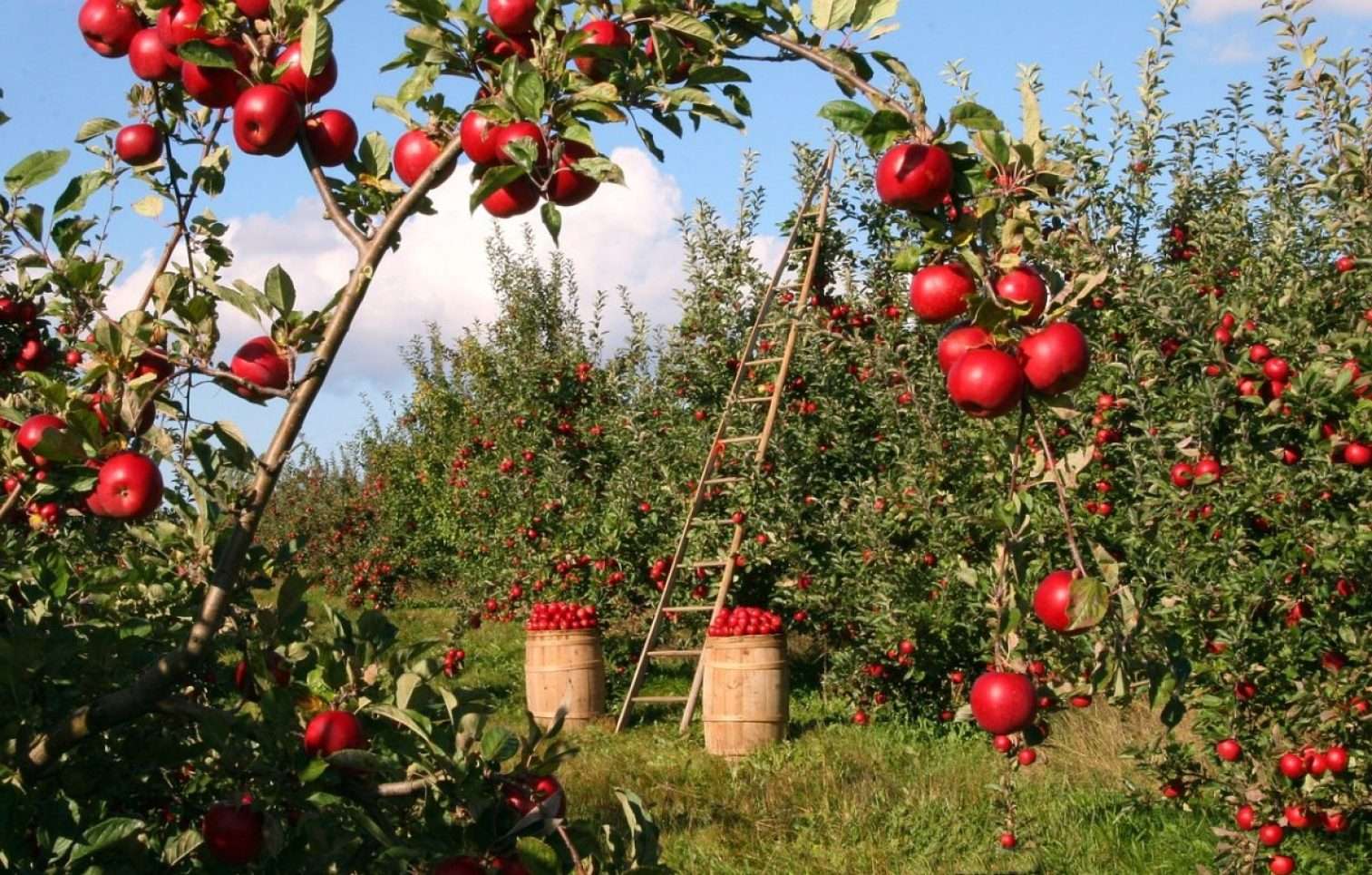 Cea mai simplă schemă ecologică de tratament pentru pomii fructiferi
