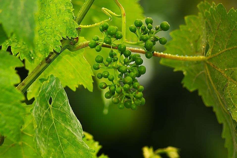 Operații în verde în plantațiile viticole: Cum poți participa la seminar