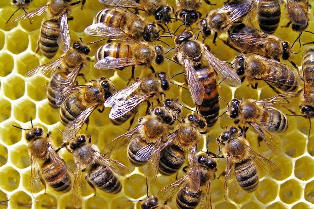 Comercializa ilegal regine de albine din rasa Buckfast: Ce pedeapsă a primit