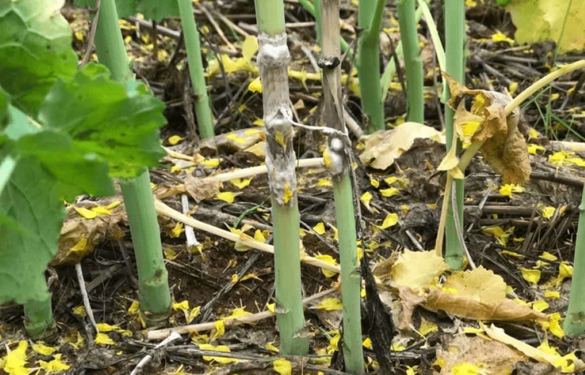 Как распознать склеротиниоз на полевых культурах