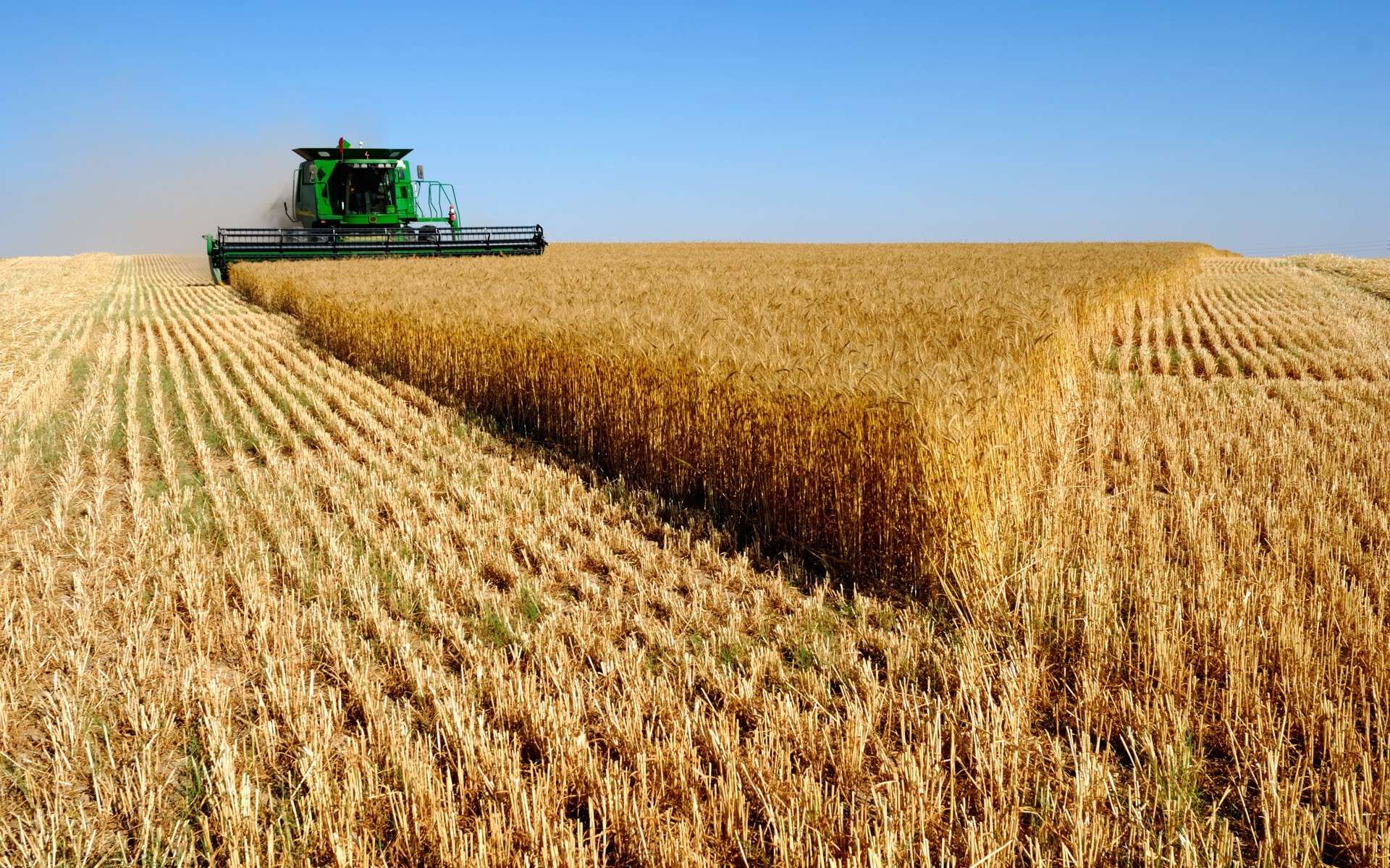 Agricultorii, despre recoltarea grâului: Nu avem roadă, dar nici preț