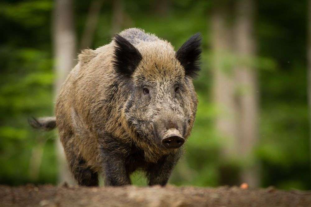 Împotriva pestei porcine: ANSA oferă 50 de euro pentru un cadavru de mistreț notificat