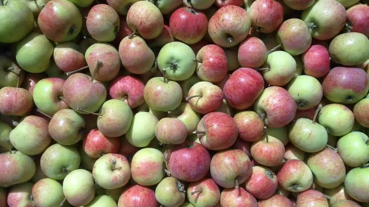В Польше дешевеет промышленное яблоко