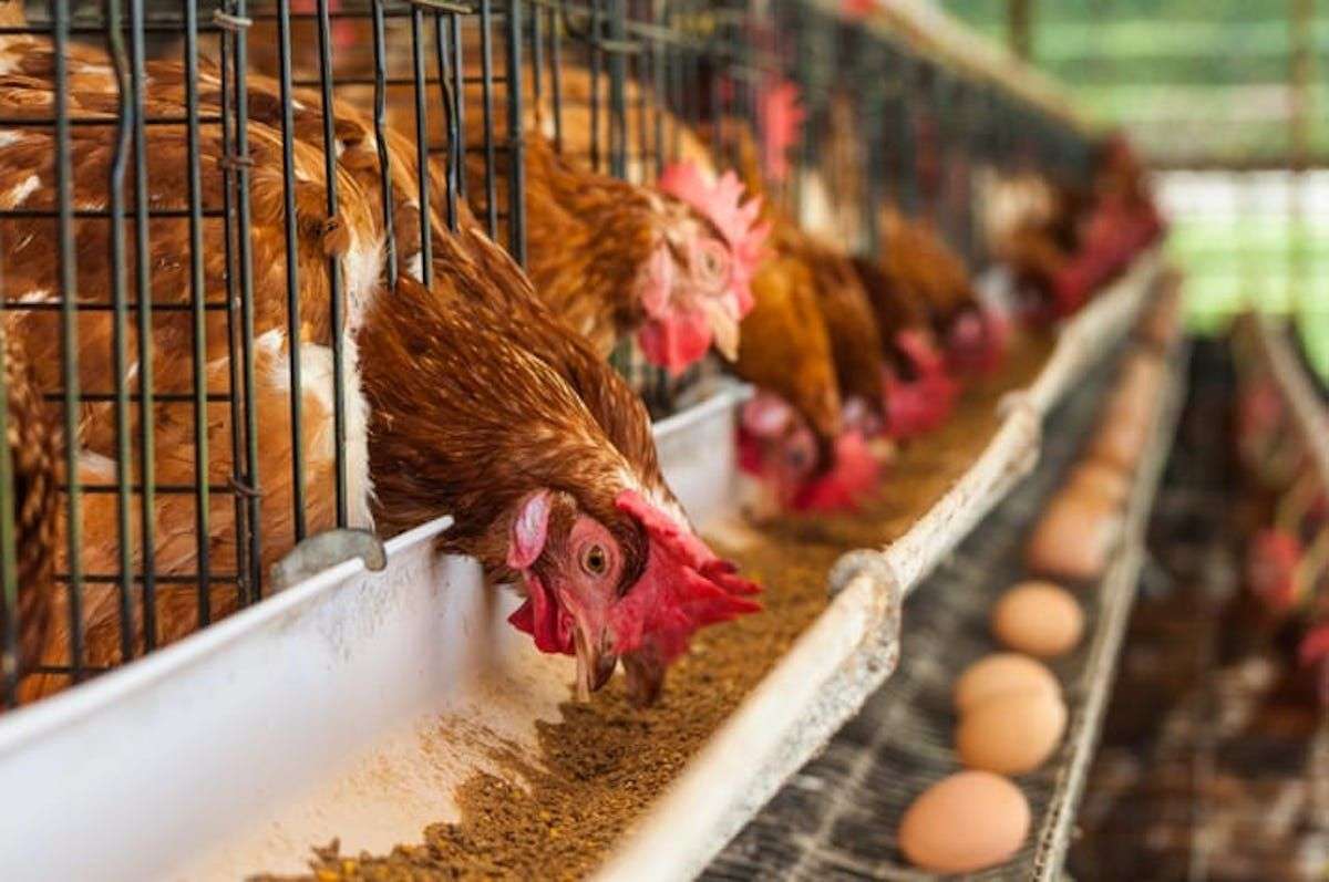 Video | Afacere în creșterea puilor: Antreprenorul vrea să exporte în UE